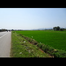 Reisfelder in der Ebene zwischen Meer und den Bergen